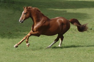 Hanoverian at a gallop