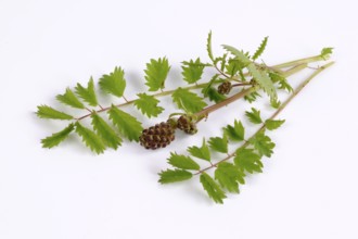 Salad burnet (Sanguisorba minor)