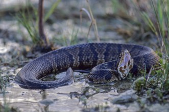 Water moccasin otter needs standing water of all kinds as habitat (Water moccasin snake), Water