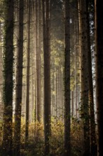 Sun-drenched forest in the mist with tall trees and a peaceful atmosphere, Nicklheim, Bavaria,