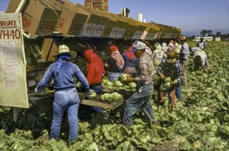 Migrant Laborers Picking Lettuce, cheap worker, San Jaquin Valley, California, USA