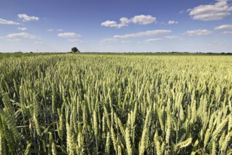 Young Wheat, Green Wheat Seedlings growing in a field