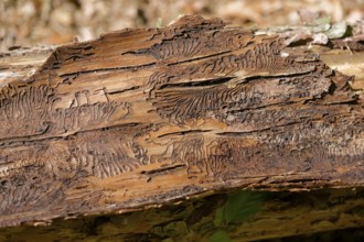 Bark beetle, beetle infestation, natural disaster, tree mortality, forest dieback, climate change,