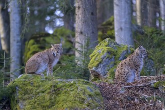 Two lynxes (Lynx lynx) resting on moss-covered rocks in the forest, Captive, Bavaria, Germany