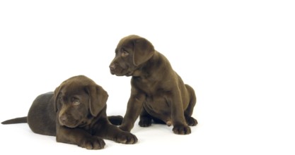 Brown Labrador Retriever, Puppies on White Background, Normandy
