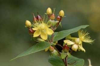 St. John's Wort 'Orange Flair' (Hypericum x inodorum)