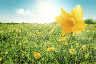 Yellow daffodil flower on a green meadow