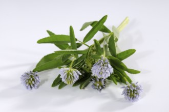 Trigonella caerulea (Trigonella caerulea), Zigonella caerulea, Zigainerkraut, Cheese clover, Bread