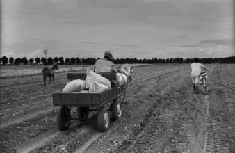 Germany, Trinwillershagen, 16.9.1991, on the way home from picking potatoes, horse-drawn carriage,