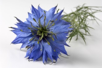 Black Cumin, Maiden in the Green (Nigella damascena), Black Cumin, indoor, Studio