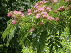 Mimosa, sensitive plant (Mimosa pudica)