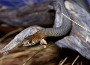 King brown (Pseudechis australis), Australia