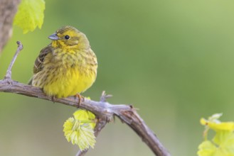 Yellowhammer (Emberiza citrinella) Bruant jaune, Escribano Cerillo, Ast, branch, Ormoz area, Ormoz,