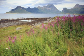 Coastal view from Melvik at the national road 17 in Nordland province, Northern Norway