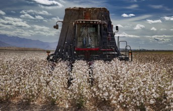 Cotton Harvester, Pima Cotton Ready for Harvest, Farming, Marana, Arizona, USA