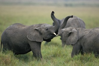 African Elephant (loxodonta africana), Calves Playing, Masai Mara Park in Kenya