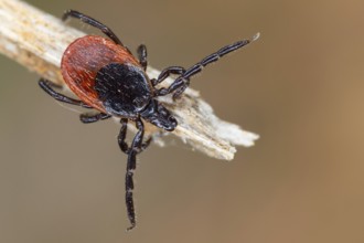 Castor Bean Tick, Ixodes ricinus