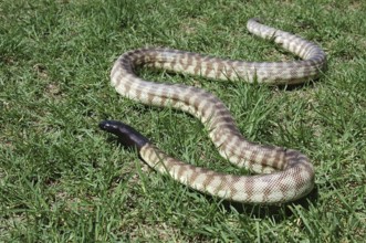 Australian black headed python, Aspidites melanocephalus