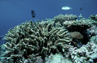 Coral bleaching, coral mortality, Maldives, Indian Ocean