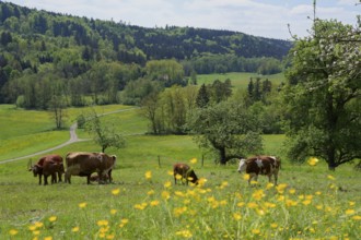 Spring in the Rottal near Wielandsweiler, cow, cattle, buttercup, May, spring, Mainhardter Wald,