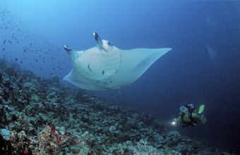 Manta rays and divers, Manta birostris, Maldives, Indian Ocean, Ari atoll, Madivaru