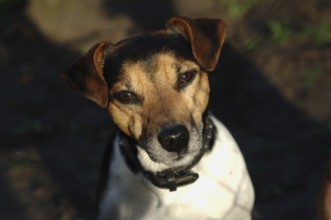 Jack Russel-Terrier Ruede