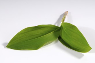 Lily of the valley (Convallaria majalis)
