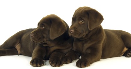 Brown Labrador Retriever, Puppies on White Background, Normandy