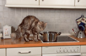 Maine Coon Cat Humps, Detachable, Stove, Oven