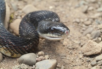 Elaphe obsoleta, Other animals, Reptiles, Snakes, Animals, Black rat snake, Elaphe obsoleta