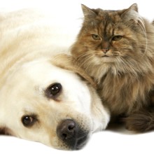 Yellow Retriever Labrador Female with Tortoiseshell Persian Domestic Female against White