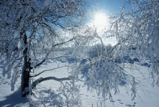 Snow-covered Birch, High Fens, Belgium, Snow-covered Birch, Snow, Belgium