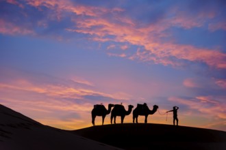 Silhouette of three camels and their handler against the rising sun in the Saharan Desert in