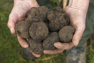 Black truffle (tuber melanosporum), Perigord truffle, Perigord truffle, Perigord truffle, Black
