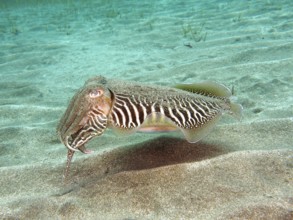 Common cuttlefish (Sepia officinalis)