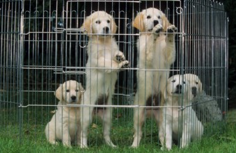 Golden Retriever, puppies in crate