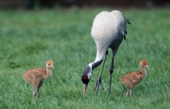Common Crane (Grus grus) with chicks