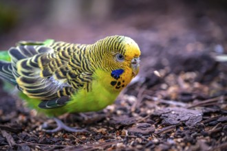 A green budgerigar (Melopsittacus undulatus) with a yellow head examines the ground for food,