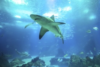 Undersea blue background. Bottom view of white shark in deep ocean. Undersea marine life