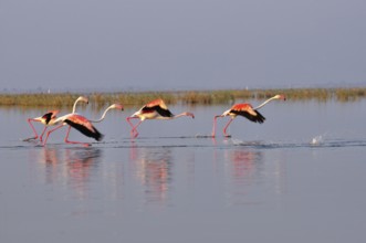 Greater flamingos phoenicopterus ruber, Nalsarovar, Gujarat, India March 2010