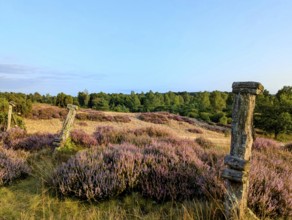 Summer and heather blossom in the Lüneburg Heath, on a hike through the nature reserve, near