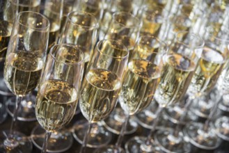 A lot of glasses with champagne stand in a row. glasses with champagne closeup