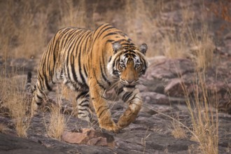 Tiger in Ranthambhore national park, rajasthan, India, Asia