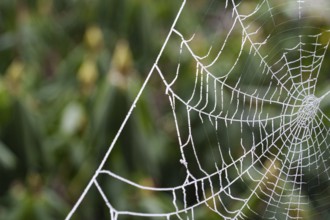 A spider's web covered with frost stands out from the background, wintry, Borken, Münsterland,