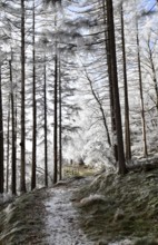 Hiking trail along the Mörschieder Burr in the Hunsrück-Hochwald National Park with hoarfrost and
