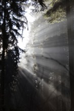 Rays of light fall through coniferous forest on a misty winter morning in the Hunsrück-Hochwald