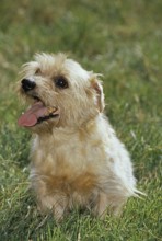 Norfolk Terrier Dog standing on Grass