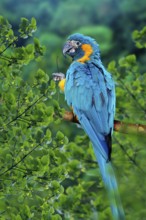Blue-throated Macaw (Ara glaucolularis)