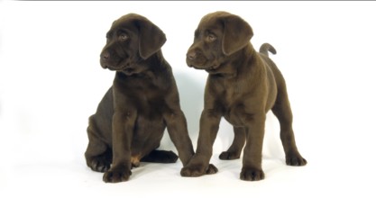Brown Labrador Retriever, Puppies on White Background, Normandy