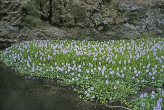 Thick-stalked Common water hyacinth (eichhornia crassipes), pikeweed, RIVER COVERED BY WATER